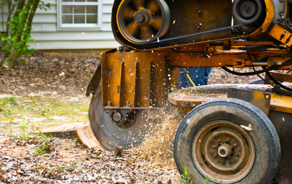 Stump Grinding (1)