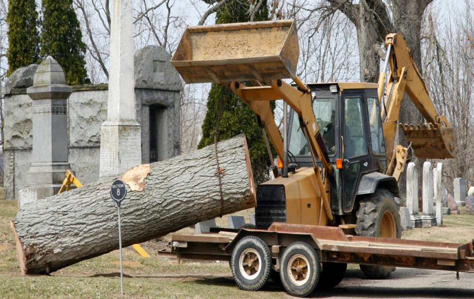 Tree Removal (1)
