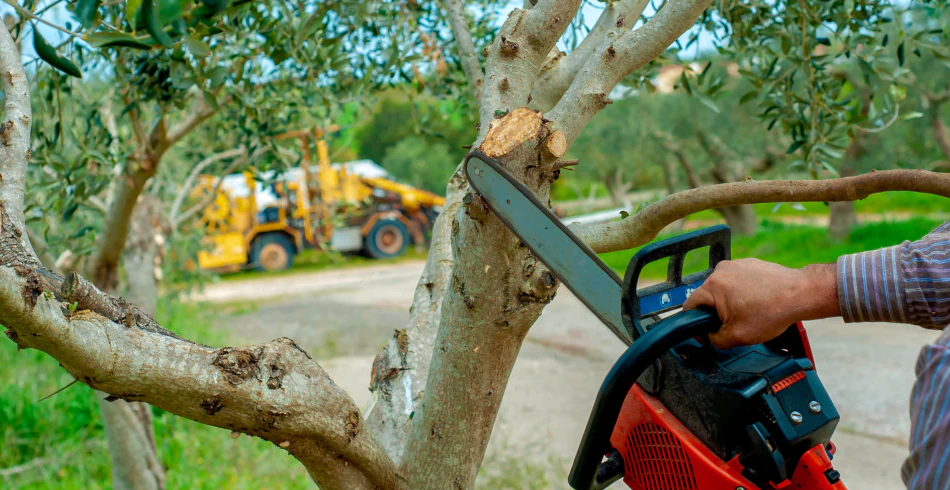 Tree Trimming