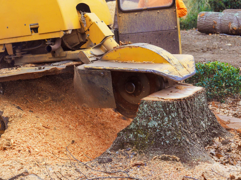 Tree Care Built for Sulphur Springs Properties and Seasons