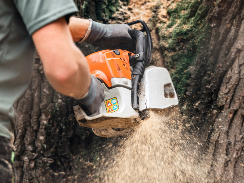 Tree Care for Mineola Properties From Historic Oaks to New Growth