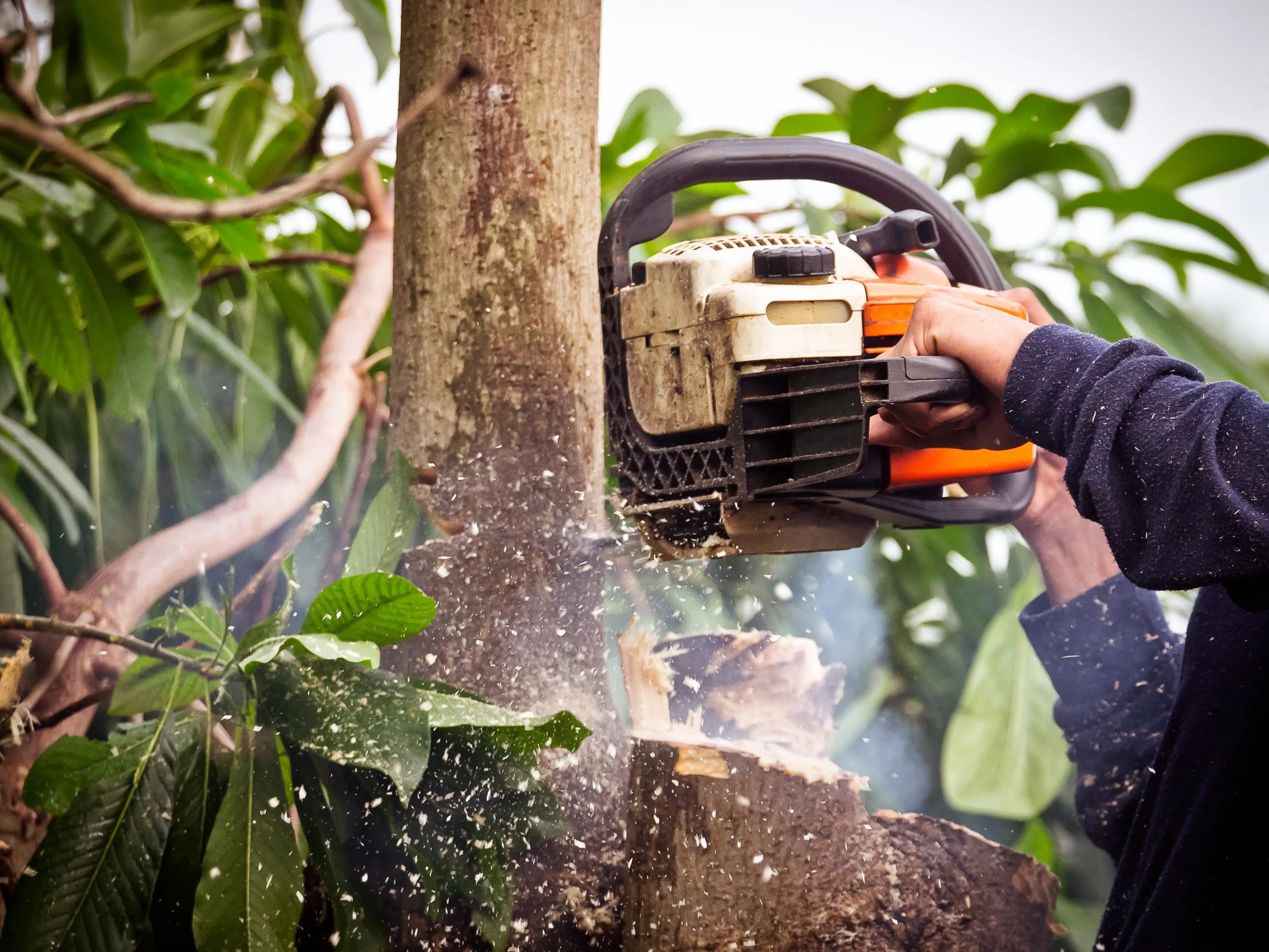 the gardener is using a chainsaw to prune trees longview tx